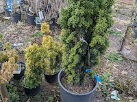 Partij planten en bomen in pot - afbeelding 35 van  43