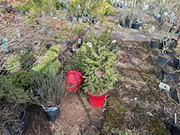 Partij planten en bomen in pot - afbeelding 36 van  43