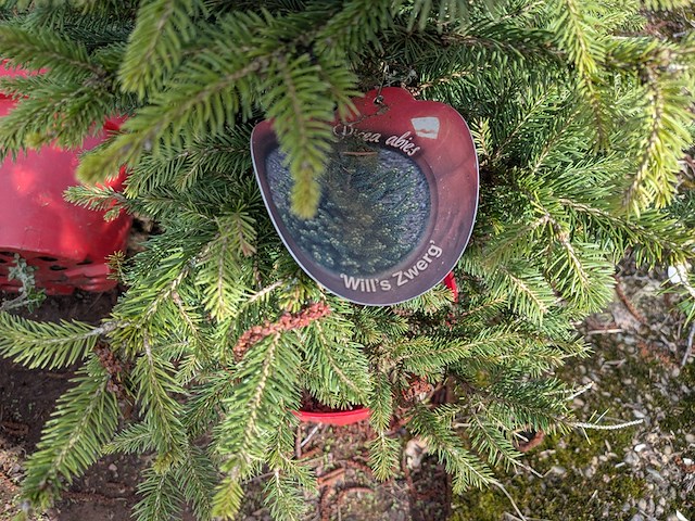 Partij planten en bomen in pot - afbeelding 37 van  43