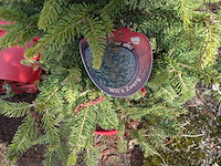 Partij planten en bomen in pot - afbeelding 37 van  43