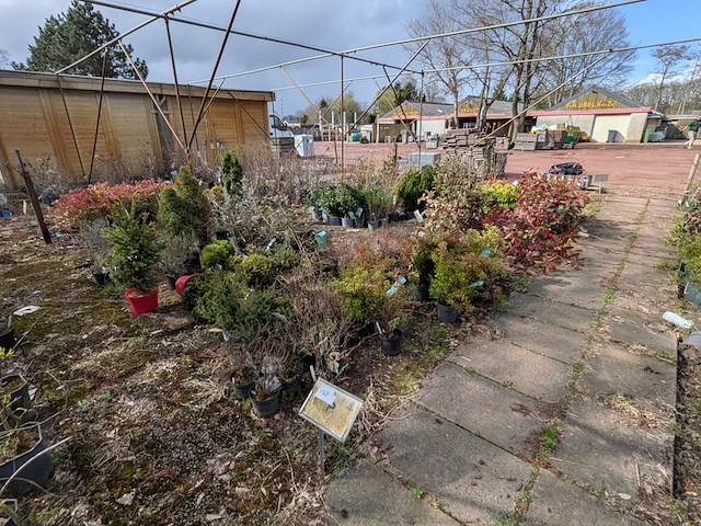 Partij planten en bomen in pot - afbeelding 38 van  43