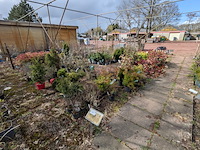 Partij planten en bomen in pot - afbeelding 38 van  43