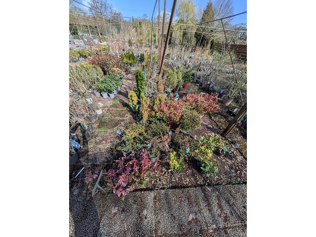 Partij planten en bomen in pot - afbeelding 34 van  43