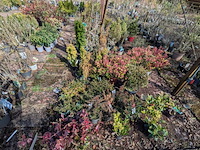 Partij planten en bomen in pot - afbeelding 34 van  43