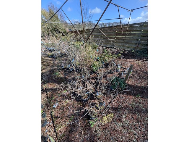 Partij planten en bomen in pot - afbeelding 39 van  43
