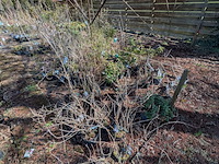 Partij planten en bomen in pot - afbeelding 39 van  43