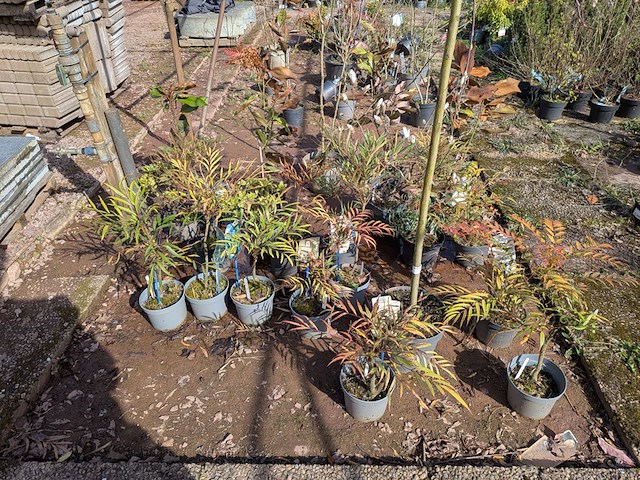 Partij planten en bomen in pot - afbeelding 40 van  43