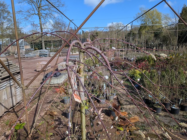 Partij planten en bomen in pot - afbeelding 41 van  43