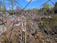 Partij planten en bomen in pot - afbeelding 41 van  43