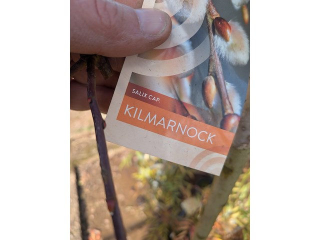 Partij planten en bomen in pot - afbeelding 42 van  43