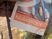 Partij planten en bomen in pot - afbeelding 42 van  43