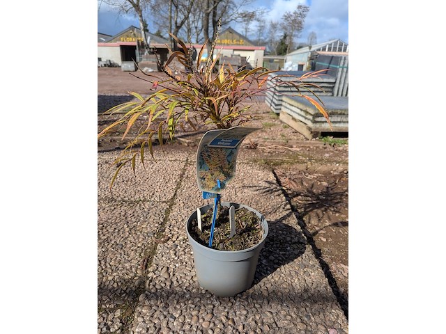 Partij planten en bomen in pot - afbeelding 43 van  43