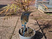 Partij planten en bomen in pot - afbeelding 43 van  43