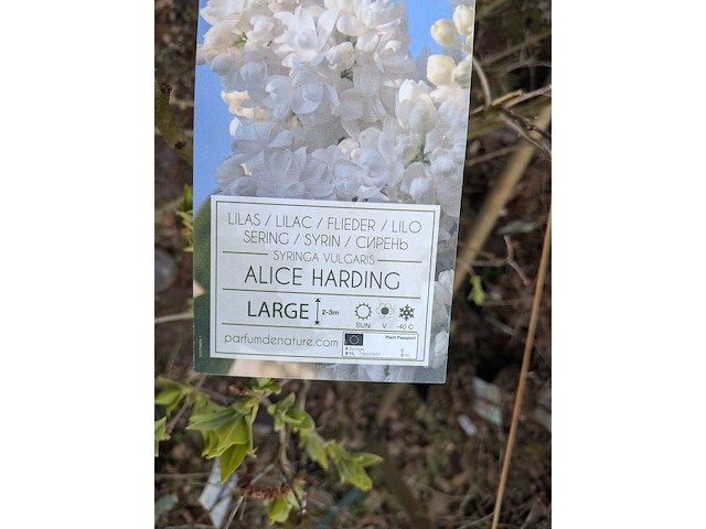 Partij planten en bomen in pot - afbeelding 2 van  29