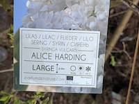 Partij planten en bomen in pot - afbeelding 2 van  29