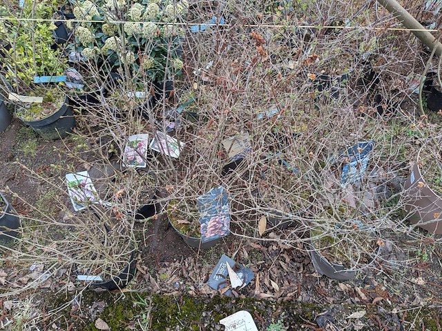 Partij planten en bomen in pot - afbeelding 3 van  29