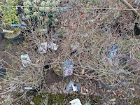 Partij planten en bomen in pot - afbeelding 3 van  29