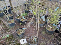 Partij planten en bomen in pot - afbeelding 4 van  29