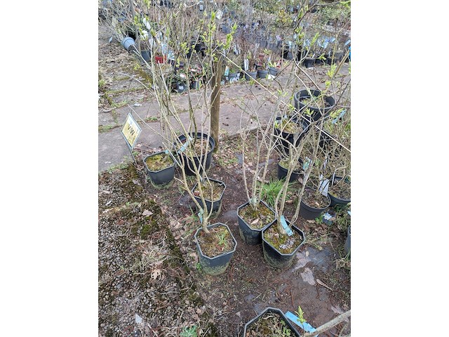 Partij planten en bomen in pot - afbeelding 5 van  29