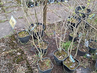 Partij planten en bomen in pot - afbeelding 5 van  29