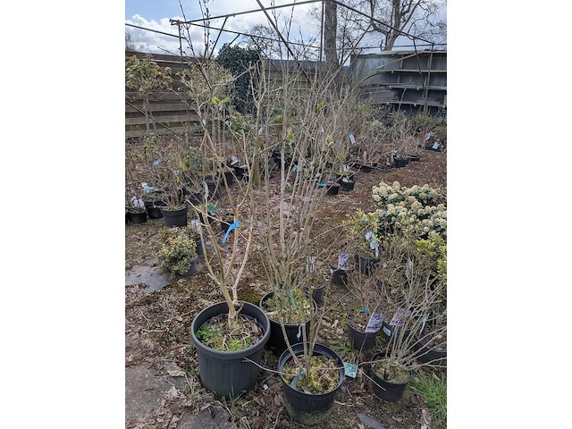 Partij planten en bomen in pot - afbeelding 6 van  29