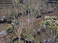 Partij planten en bomen in pot - afbeelding 6 van  29