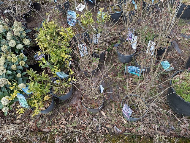 Partij planten en bomen in pot - afbeelding 7 van  29