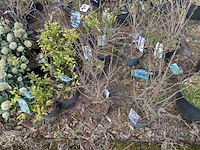 Partij planten en bomen in pot - afbeelding 7 van  29