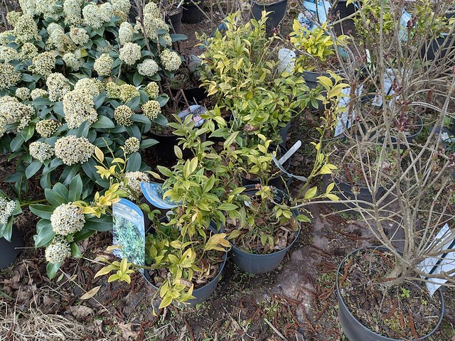 Partij planten en bomen in pot - afbeelding 8 van  29