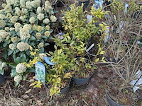 Partij planten en bomen in pot - afbeelding 8 van  29