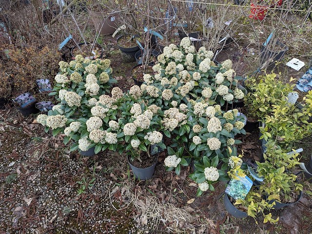 Partij planten en bomen in pot - afbeelding 10 van  29