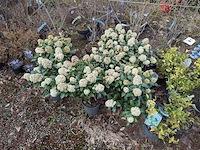 Partij planten en bomen in pot - afbeelding 10 van  29