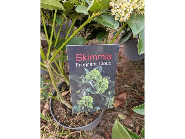 Partij planten en bomen in pot - afbeelding 11 van  29