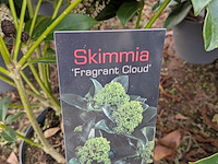 Partij planten en bomen in pot - afbeelding 11 van  29