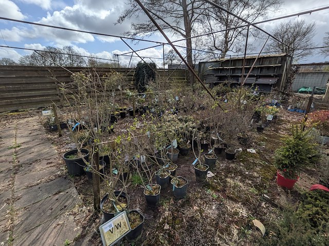 Partij planten en bomen in pot - afbeelding 1 van  29