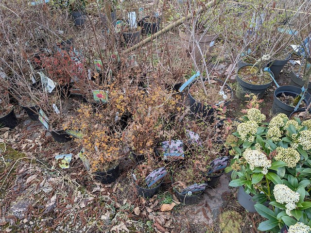 Partij planten en bomen in pot - afbeelding 13 van  29