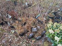 Partij planten en bomen in pot - afbeelding 13 van  29