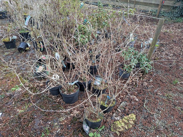 Partij planten en bomen in pot - afbeelding 14 van  29