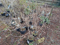 Partij planten en bomen in pot - afbeelding 14 van  29