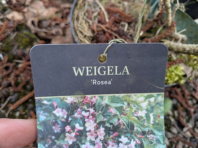 Partij planten en bomen in pot - afbeelding 15 van  29