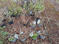 Partij planten en bomen in pot - afbeelding 16 van  29