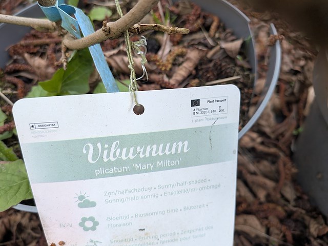 Partij planten en bomen in pot - afbeelding 17 van  29