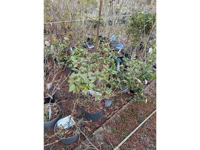 Partij planten en bomen in pot - afbeelding 18 van  29