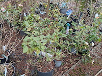 Partij planten en bomen in pot - afbeelding 18 van  29