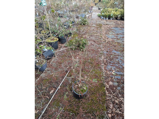 Partij planten en bomen in pot - afbeelding 19 van  29