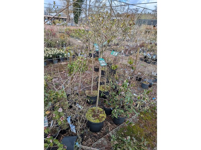 Partij planten en bomen in pot - afbeelding 20 van  29