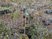 Partij planten en bomen in pot - afbeelding 20 van  29