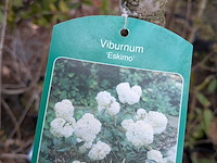 Partij planten en bomen in pot - afbeelding 21 van  29