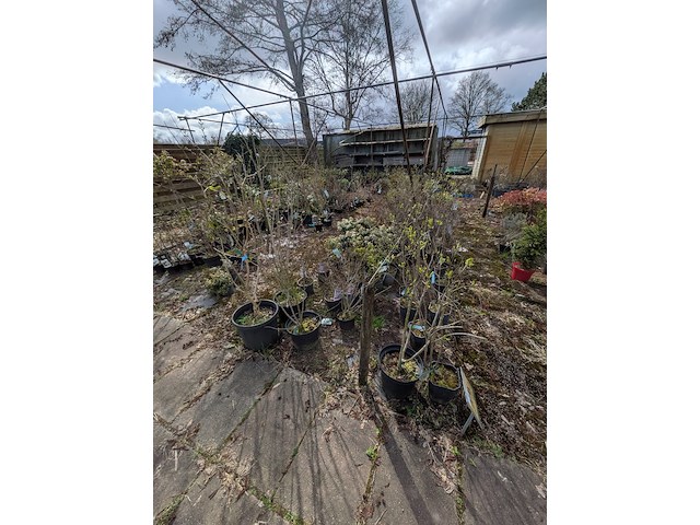 Partij planten en bomen in pot - afbeelding 12 van  29
