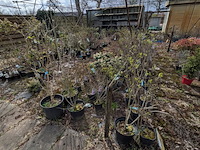 Partij planten en bomen in pot - afbeelding 12 van  29